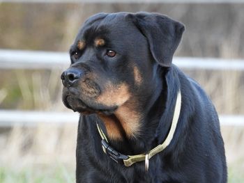 Close-up of dog looking away