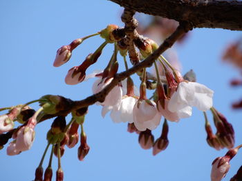 Low angle view of cherry blossom against clear sky