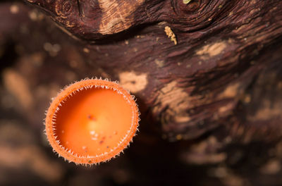 Close-up of mushroom growing on tree