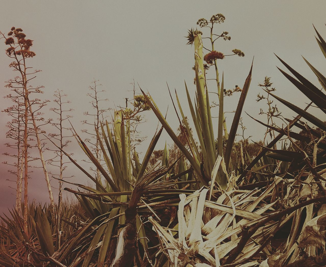 plant, growth, nature, dry, field, clear sky, tranquility, grass, beauty in nature, growing, stem, close-up, no people, outdoors, sky, day, twig, rural scene, reed - grass family, agriculture