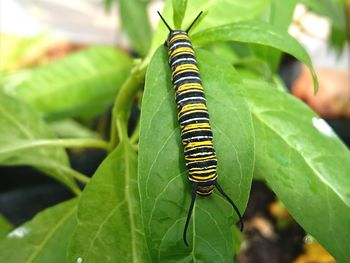 Close-up of insect on leaf