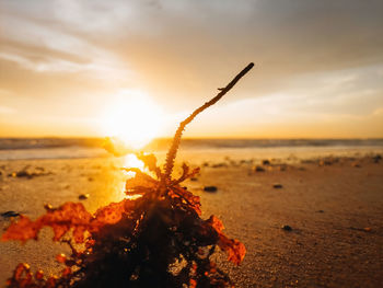 Golden sunset at the beach with close up on the seaweed.