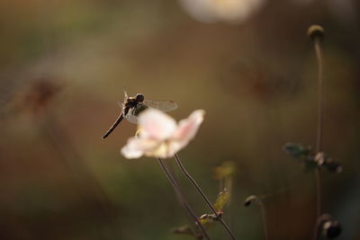 Close-up of insect on flower