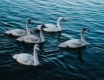 Swans swimming in lake