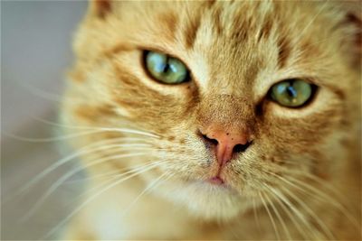 Close-up portrait of cat