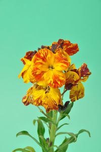 Close-up of yellow flowering plant