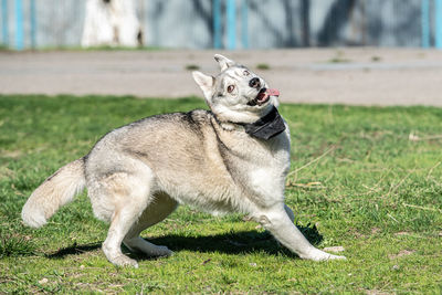 Full length of a dog looking away on field