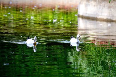Swans swimming in lake