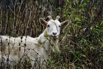 Portrait of an animal on field