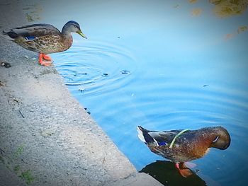 Bird perching on swimming in lake