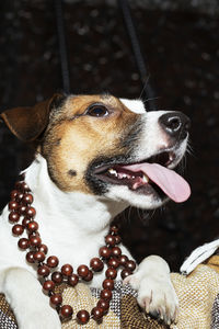 Close-up of dog looking away