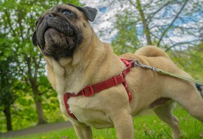 Pug in park wearing harness