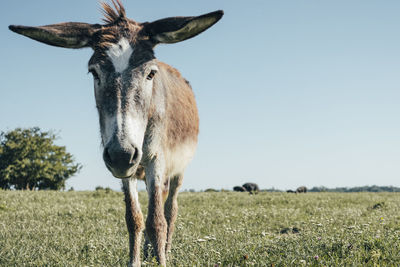 Portrait of horse on field