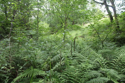 View of trees in forest