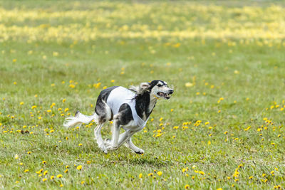 Saluki dog in white shirt running and chasing lure in the field on coursing competition