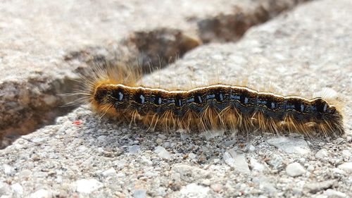 Close-up of caterpillar