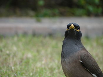 Close-up of a bird