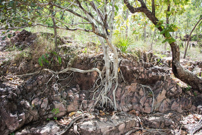 Plants and trees in forest