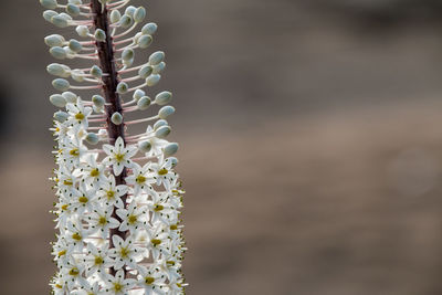 Close-up of white flowering plant