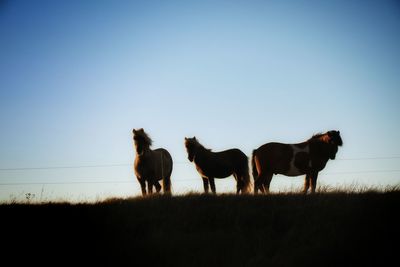Horses on field against clear sky