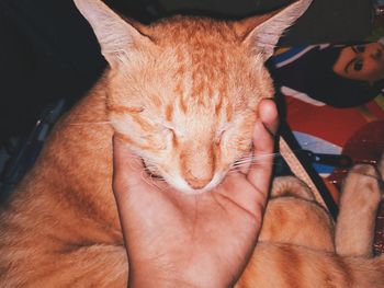 Close-up of person hand holding cat