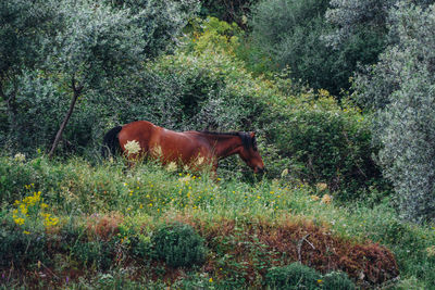 Side view of horse on field