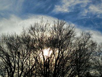 Low angle view of bare trees against sky