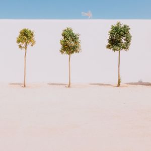 Palm trees on sand against sky