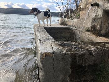 Dog standing on rock