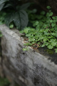 High angle view of plant growing on moss