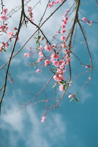 Low angle view of pink cherry blossom tree