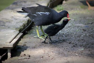 Close-up of bird