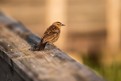 Close-up of bird perching on wood