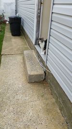 domestic cat