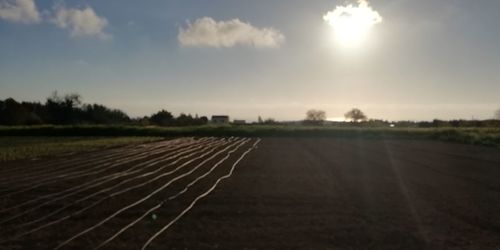 Scenic view of agricultural field against sky