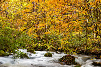 Trees growing in forest during autumn