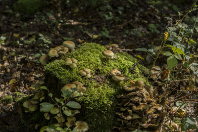 Close-up of mushrooms growing in forest