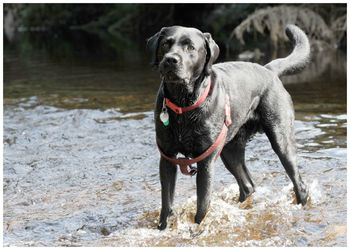 Portrait of dog in water