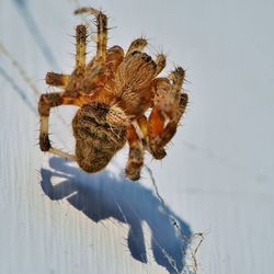 Close-up of spider