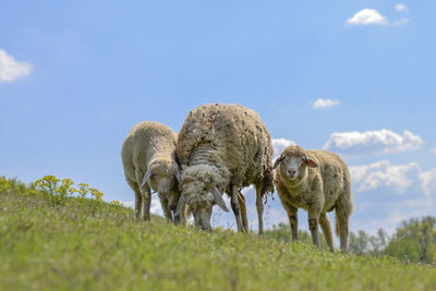 Sheep grazing in a field