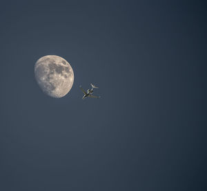 Low angle view of bird flying in sky