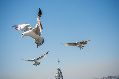 Low angle view of seagulls flying