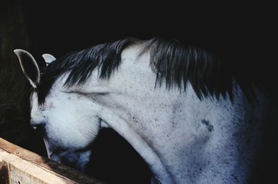 Close-up of horse