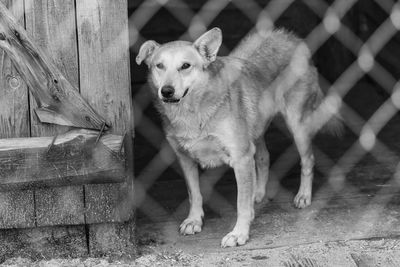 Portrait of dog standing outdoors