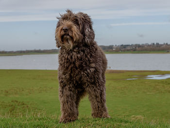 View of dog standing on field