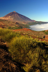 Plants growing at el teide national park against clear blue sky