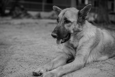 Close-up of dog looking away