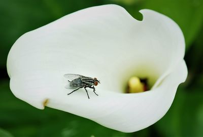 Close-up of insect on white flower