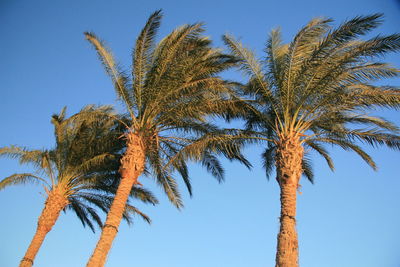 Low angle view of coconut palm tree against blue sky