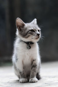 Close-up of cat looking away